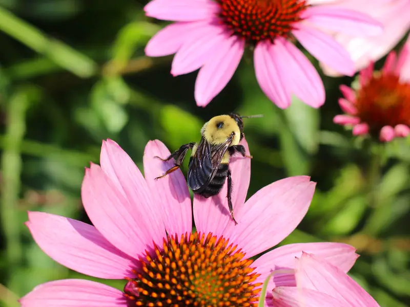 A bumblebee feeding on a pink purple coneflower