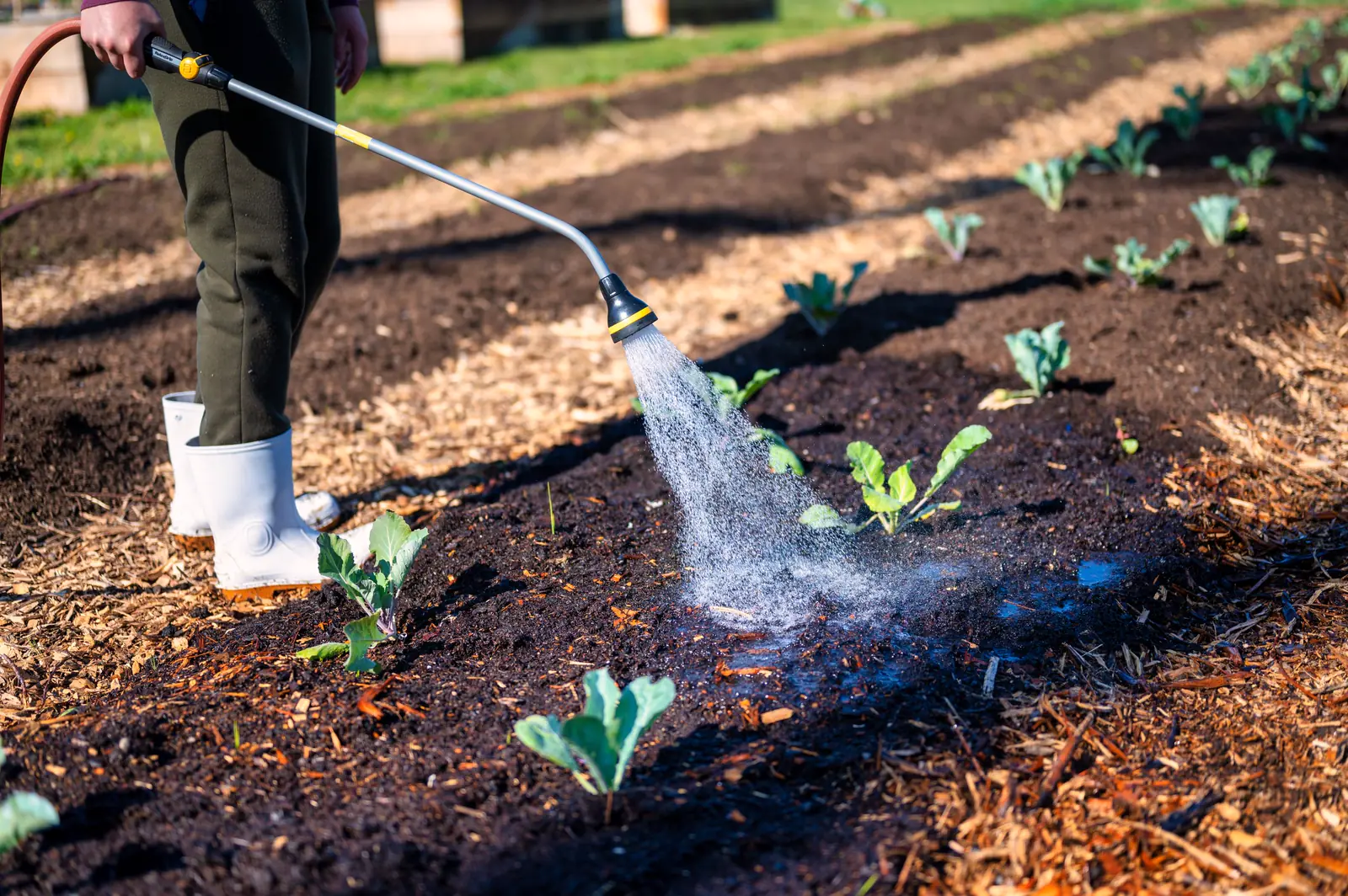 Day one: a gardener in rubber boots watering young plugs set in rows of fresh mulch