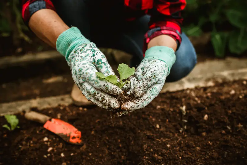 Gloved hands firming soil around a young seedling next to an orange trowel