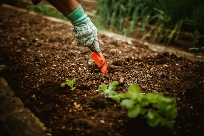 A gloved hand digging a planting hole with an orange trowel between young seedlings