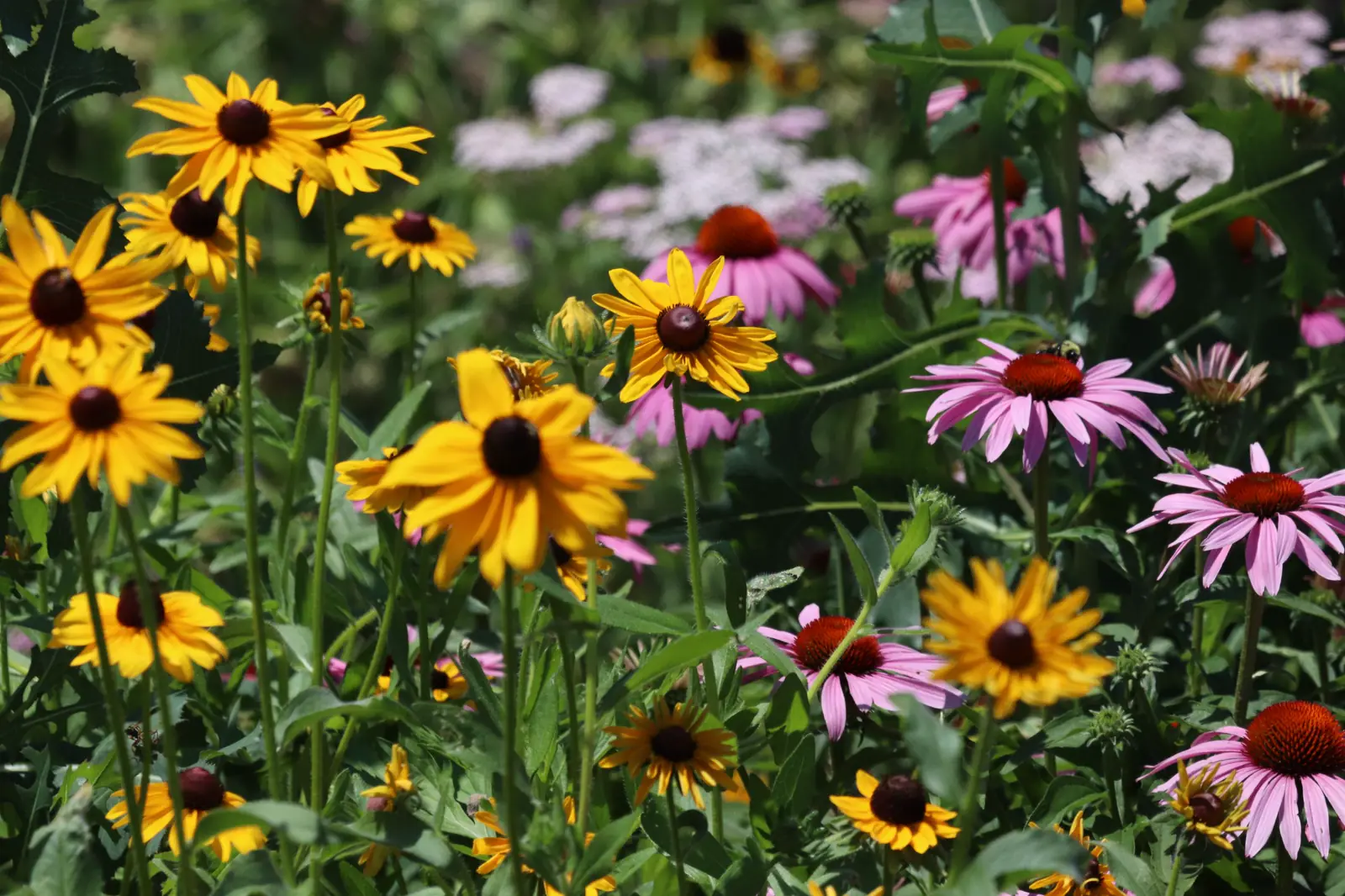 A sunny native meadow of black-eyed Susans and purple coneflowers in full bloom