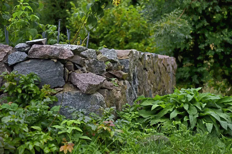 A dry-stack stone wall holding up a terrace of hostas and shrubs