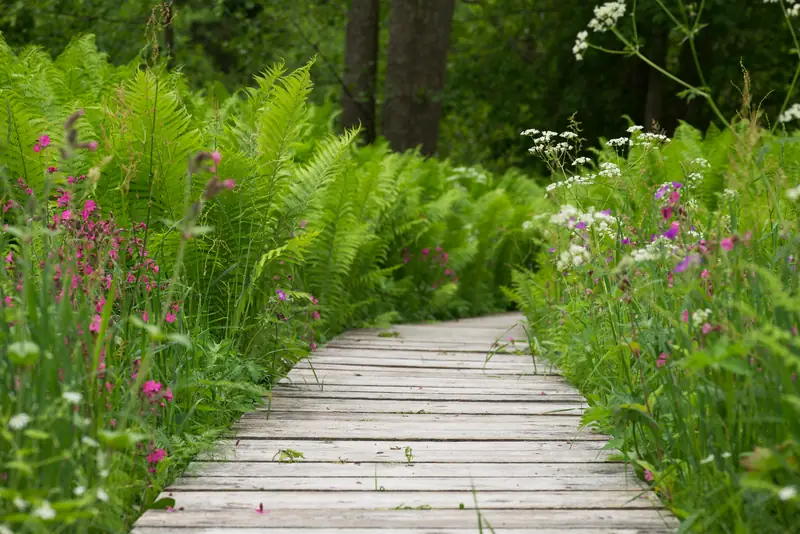 A plank boardwalk through ferns and pink wildflowers at the edge of a wood
