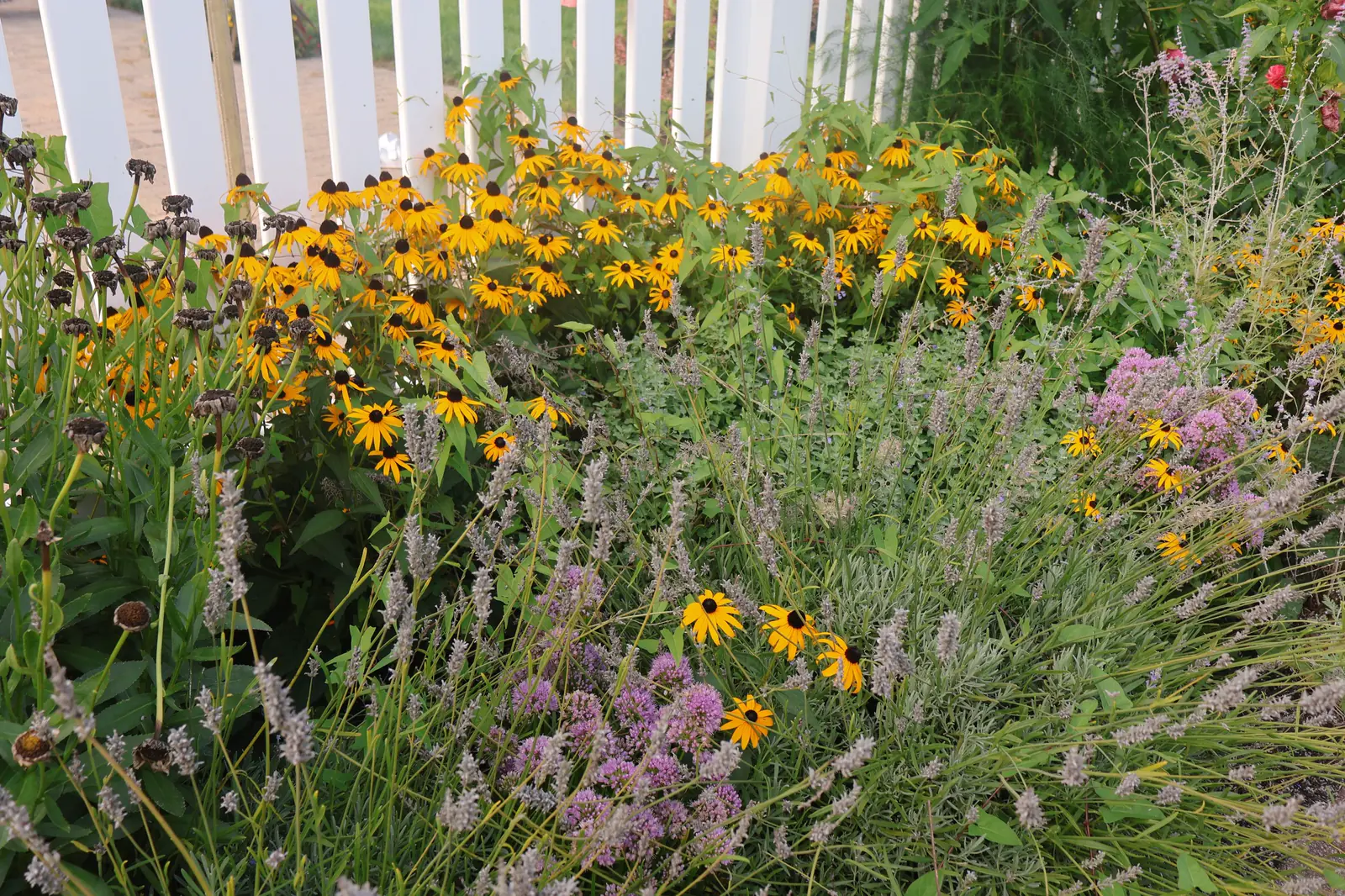 Year two: the bed grown in with black-eyed Susans, grasses and bee balm along a white picket fence